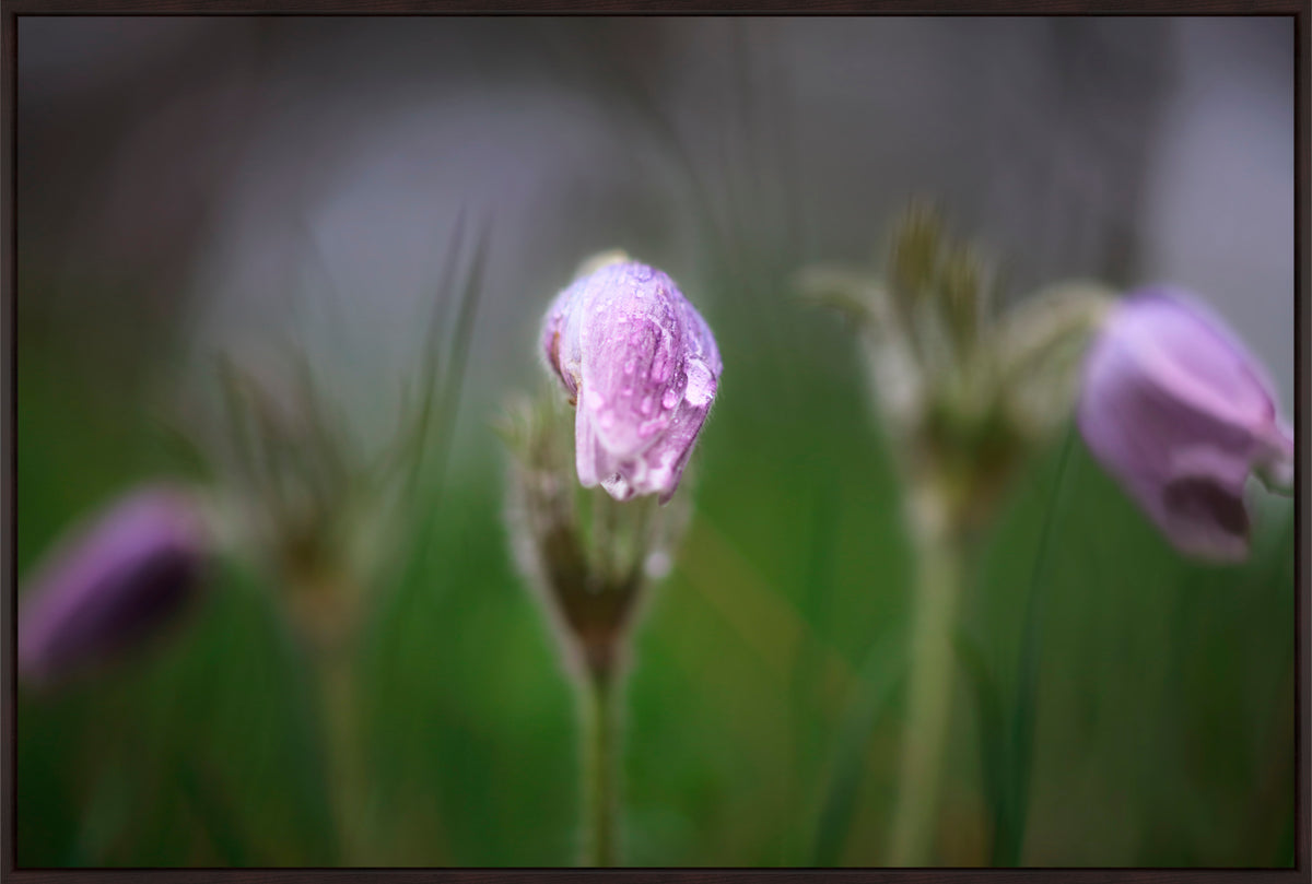 Springtime Open Canvas