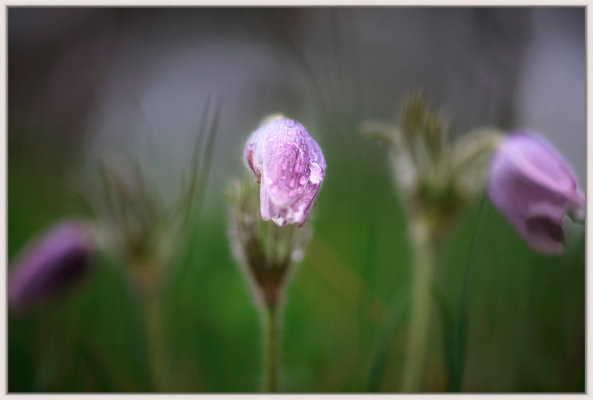 Springtime Open Canvas